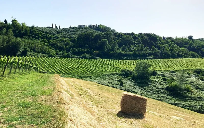 PODERE SASSI Winzer Italien