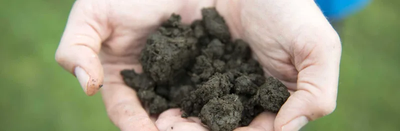 AUSONIA AZIENDA AGRICOLA