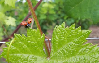 Naturwein aus Slowenien